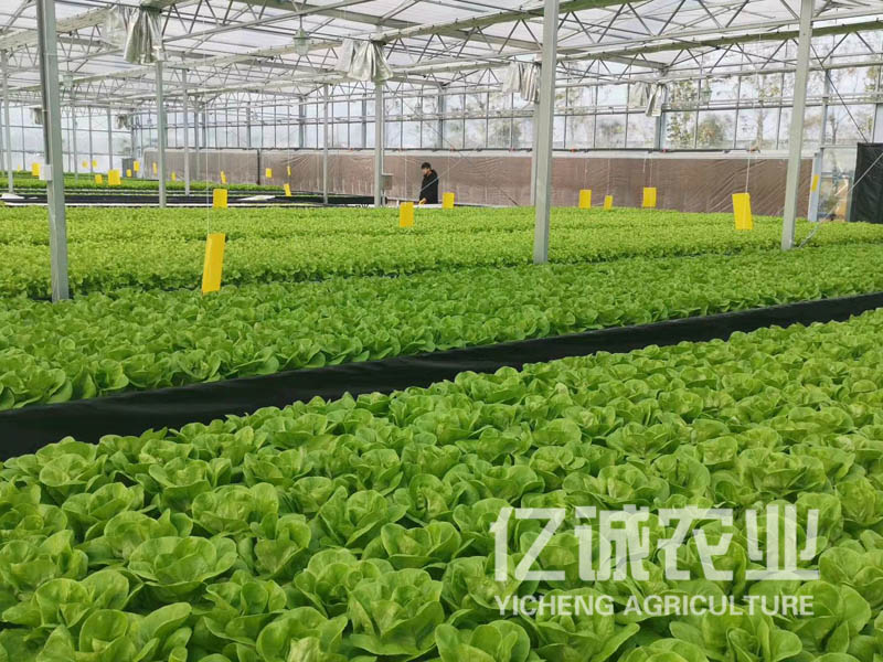 蔬菜無土栽培 蔬菜無土栽培