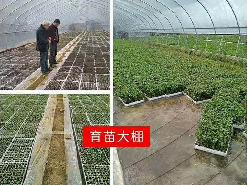蔬菜大棚廠家