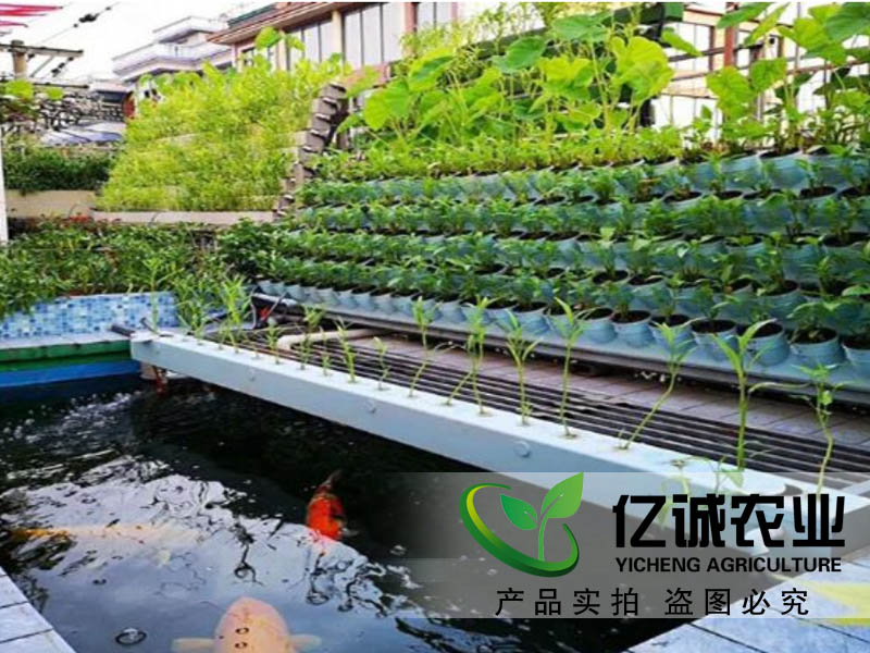 魚(yú)菜共生大棚建設(shè)