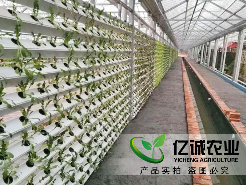 魚菜共生大棚建設