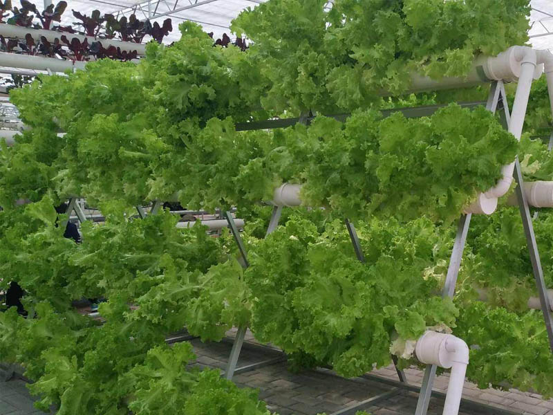 立體無(wú)土栽培溫室大棚建設(shè)